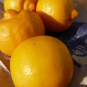 Citrons Bergamote (Maroc)