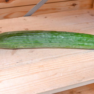 Concombre  bio (esp)