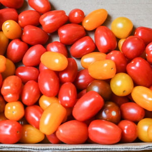 Tomate cerise multicolore bio (FR)