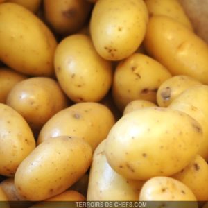 pomme-de-terre  "Charlotte" bio ferme (LOCAL)