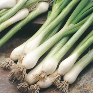 Oignons ciboule bio (be)