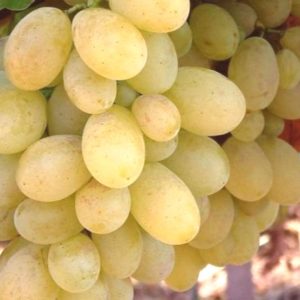 Raisin blanc sans pépins (IT)