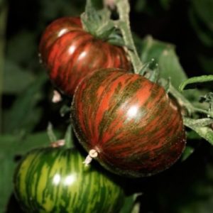 Tomate cotelée noire bio (FR)