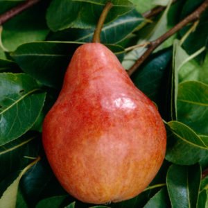 Poire Q-TEE BIO (BE)