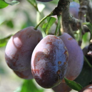 Prune Angeleno (it)