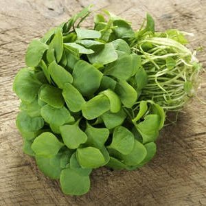 Pourpier d'hiver bio (be)