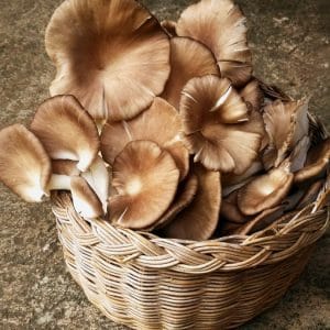 Champignon pleurotte bio (be)