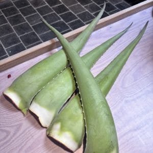 Feuille D'ALOE VERA BIO (esp)