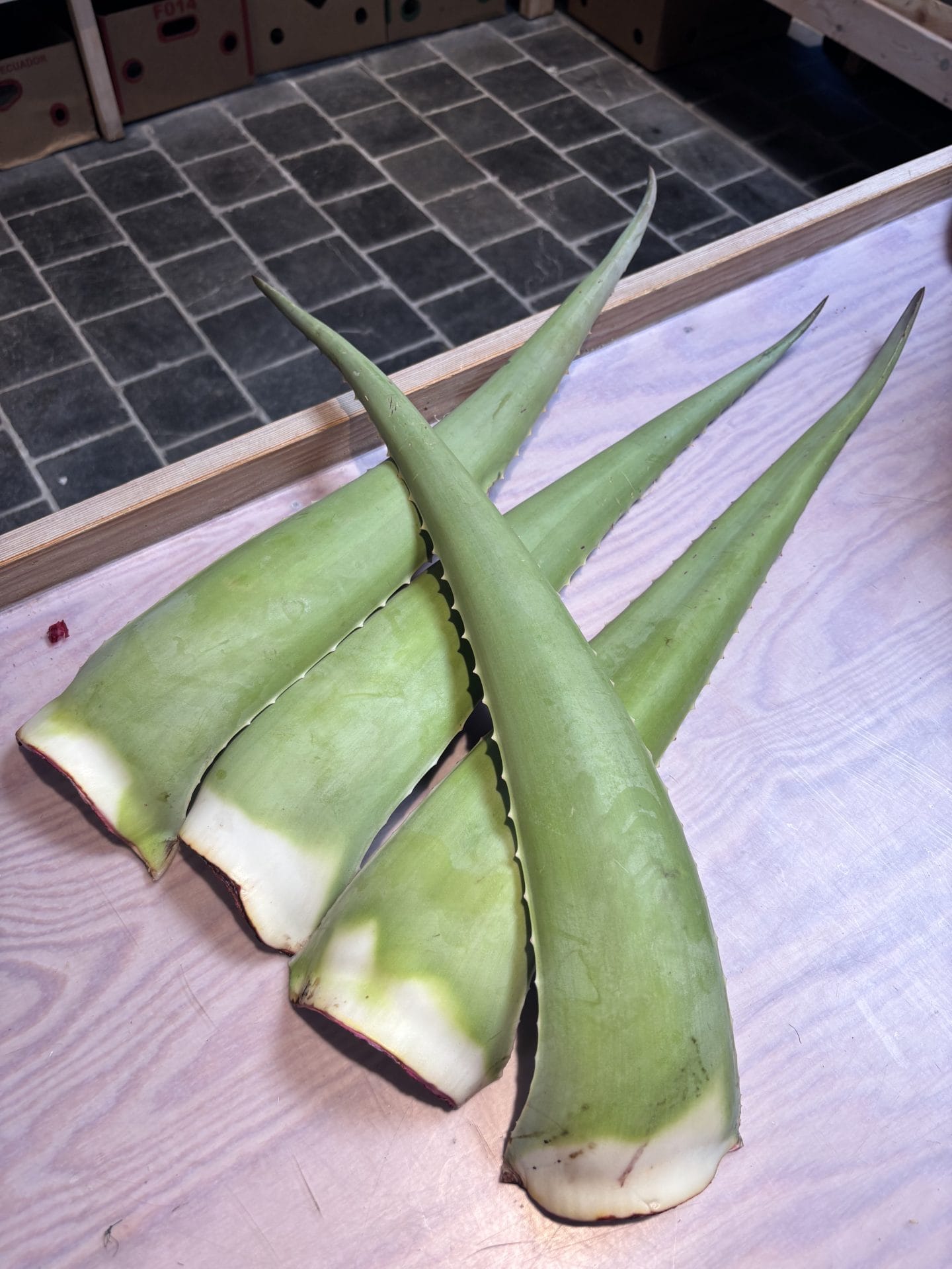 Feuille D'ALOE VERA BIO (esp)